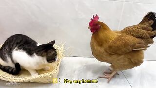 FUNNY ANIMALS