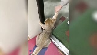 Cat Funny Videos ||Cat Funny 2023 || Funny cat videos 2023 try not to laugh #9