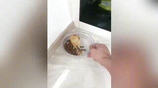 New Funny Videos 2024 ???? Cutest Cats and Dogs ???????? Part 63