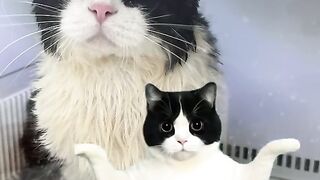 DANCING CAT