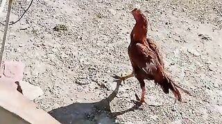 Animal