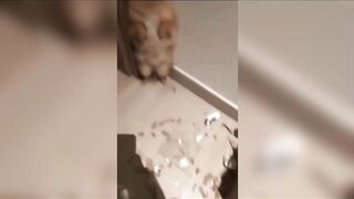 Cute and funny cat dog videos ???????? Try not to laugh challenge ???? (part 11) #funny #youtube