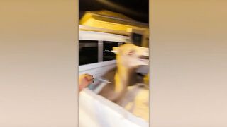 30 MINUTOS DOS ANIMAIS MAIS ENGRAÇADOS FLAGRADOS PELAS CÂMERAS