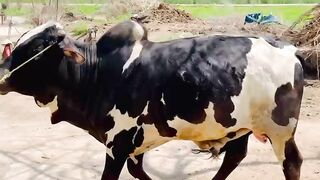 Mandi lover cow