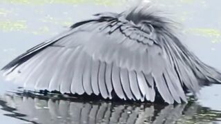 Black heron the umbrella hunter