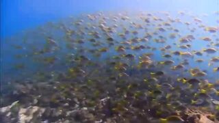 sealife