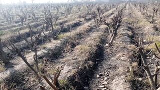 Sharbat beri plant after the cutting life village life Asad Ali Hashim natural beauty of life environment