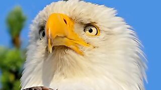 Eagle white