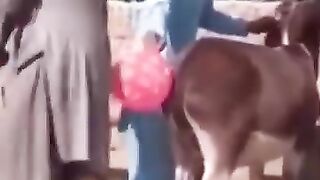 Funny videos