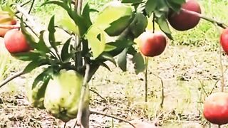 Apple and amrood plants