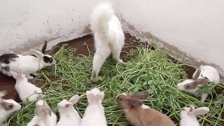 Funniest Animals ???? New Funny Cats and Dogs Videos 2024 ???????? #55