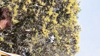 Mango plant fruiting in pakistan