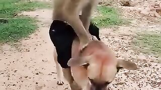 القرد والكلب