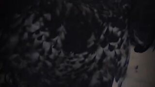 Eagle hunt