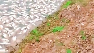 ১৫ লক্ষ টাকার মাছ মা*রা গেল।