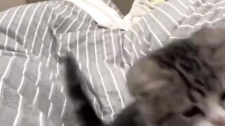 My cat in my roon on the bed