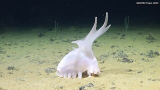 'Barbie pigs' and 'unicumbers' among several bizarre, new species discovered at proposed site for deep-sea mining site in the Pacific