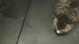 My cat sleep