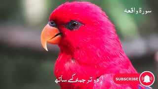 Surah Waqiah With Urdu Translation _ Para_ 27 _ Al Sudais _ Urdu by Fateh Muhammad Jalandhari