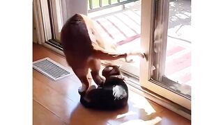 Crazy Cat