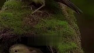 5220947974124454124_play.mp4_logo_GB.