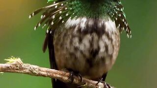 Nice brid