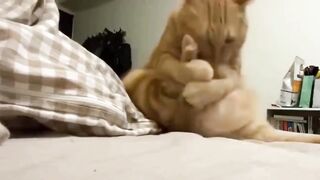 Funny & cut cat