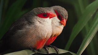 beautiful bird