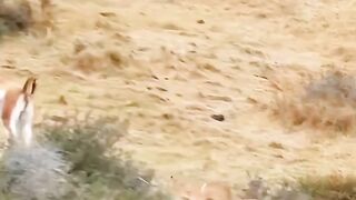 Predators
