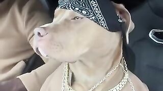 funny animal videos dogs