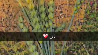 دنیا میں آپ جس مقام پر بھی اپنی ماں کی دعاؤں سے ہو