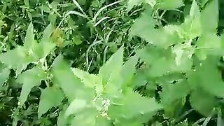 Herbs