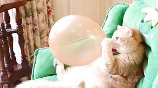Be_careful_???? cat #cut #vairal #cat