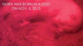 Nora the polar bear cub growing up