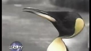 Pet Penguin in Japan