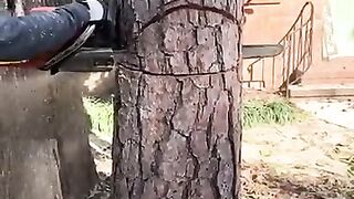 tutorial on how to cut down trees safely