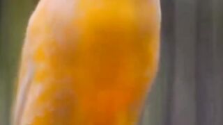 Bird nice vice