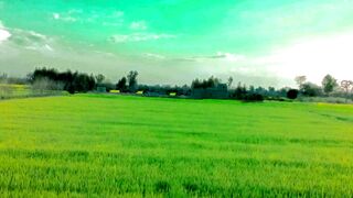 .peind di video Pyari