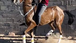Horse lover