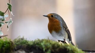 Nice bird