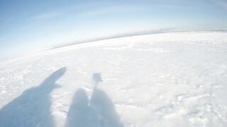 The Curiousity of a Penguin