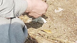 2nd vedio aseel chicks growth