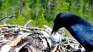 How does a bird avenge its children?