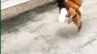 Chickens run using shoes