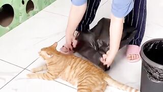 Funny cat