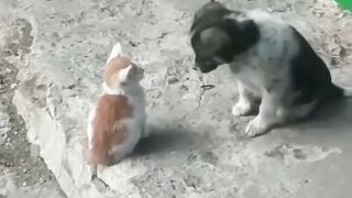 Cat and dog
