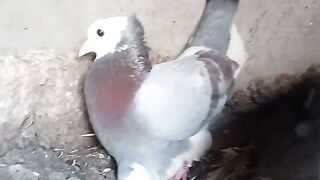 Beautiful birds beautiful peigon