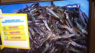 Panen udang