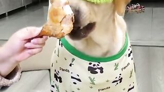 #funny#dog