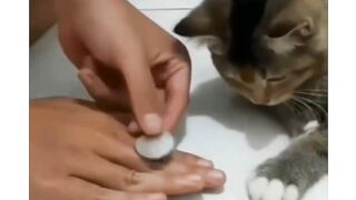 #cat #funny